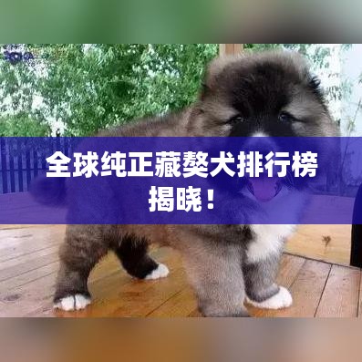 全球純正藏獒犬排行榜揭曉！