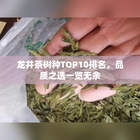 龍井茶樹種TOP10排名，品質(zhì)之選一覽無余