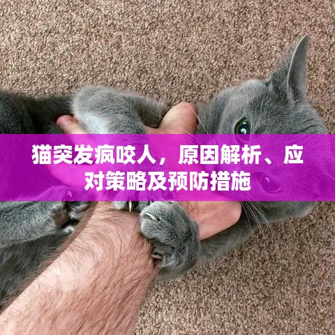 貓突發(fā)瘋咬人，原因解析、應(yīng)對策略及預(yù)防措施