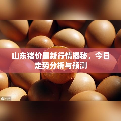 山東豬價(jià)最新行情揭秘，今日走勢(shì)分析與預(yù)測(cè)