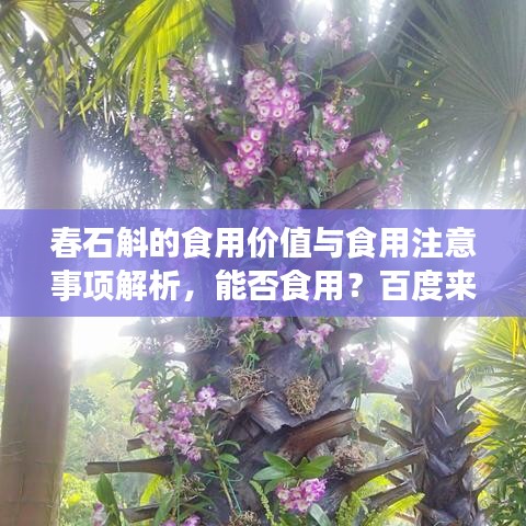 春石斛的食用價值與食用注意事項(xiàng)解析，能否食用？百度來揭秘！