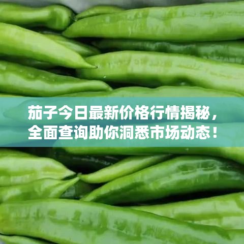 茄子今日最新價格行情揭秘，全面查詢助你洞悉市場動態(tài)！
