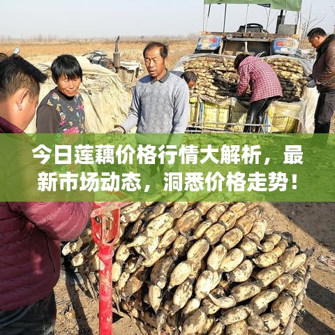 今日蓮藕價(jià)格行情大解析，最新市場(chǎng)動(dòng)態(tài)，洞悉價(jià)格走勢(shì)！