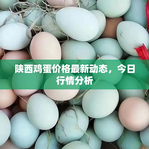 陜西雞蛋價(jià)格最新動態(tài)，今日行情分析