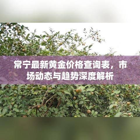 常寧最新黃金價格查詢表，市場動態(tài)與趨勢深度解析
