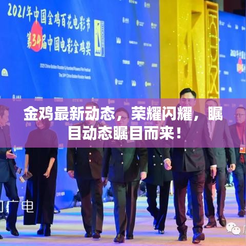 金雞最新動(dòng)態(tài)，榮耀閃耀，矚目動(dòng)態(tài)矚目而來！