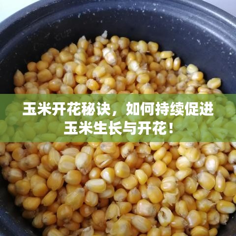 玉米開花秘訣，如何持續(xù)促進(jìn)玉米生長(zhǎng)與開花！