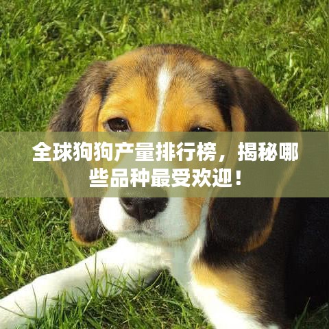 全球狗狗產(chǎn)量排行榜，揭秘哪些品種最受歡迎！