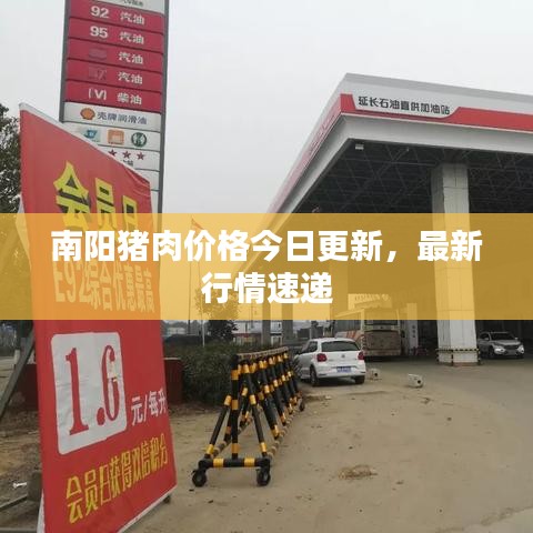 南陽(yáng)豬肉價(jià)格今日更新，最新行情速遞