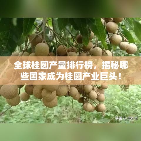 全球桂圓產(chǎn)量排行榜，揭秘哪些國(guó)家成為桂圓產(chǎn)業(yè)巨頭！