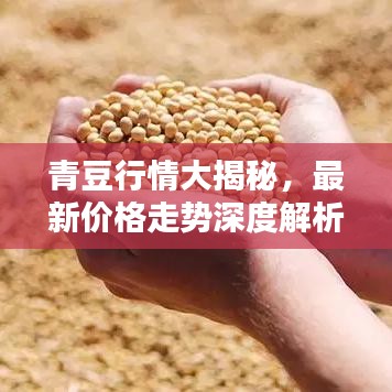 青豆行情大揭秘，最新價(jià)格走勢深度解析