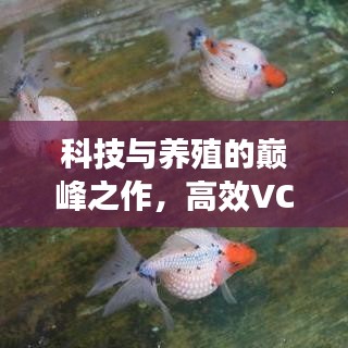 科技與養(yǎng)殖的巔峰之作，高效VC金魚(yú)