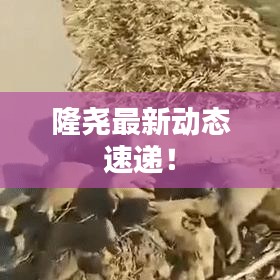 隆堯最新動態(tài)速遞！