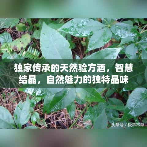 獨(dú)家傳承的天然驗(yàn)方酒，智慧結(jié)晶，自然魅力的獨(dú)特品味
