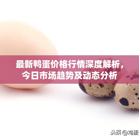 最新鴨蛋價格行情深度解析，今日市場趨勢及動態(tài)分析