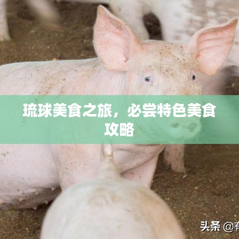 琉球美食之旅，必嘗特色美食攻略