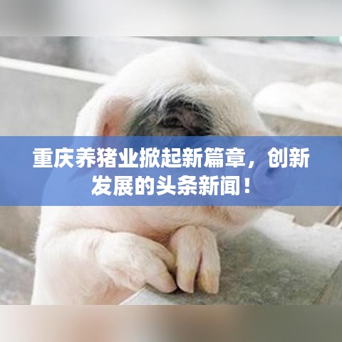 重慶養(yǎng)豬業(yè)掀起新篇章，創(chuàng)新發(fā)展的頭條新聞！