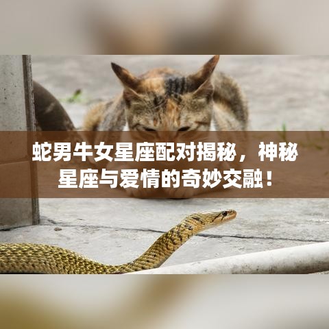 蛇男牛女星座配對揭秘，神秘星座與愛情的奇妙交融！