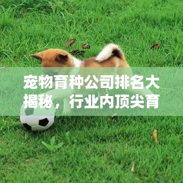 寵物育種公司排名大揭秘，行業(yè)內(nèi)頂尖育種企業(yè)榜單！