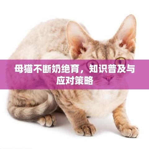 母貓不斷奶絕育，知識(shí)普及與應(yīng)對(duì)策略