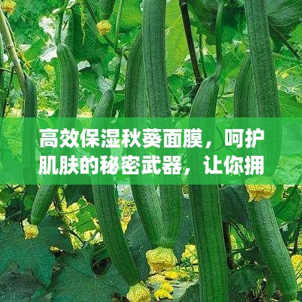 高效保濕秋葵面膜，呵護(hù)肌膚的秘密武器，讓你擁有水潤(rùn)美肌