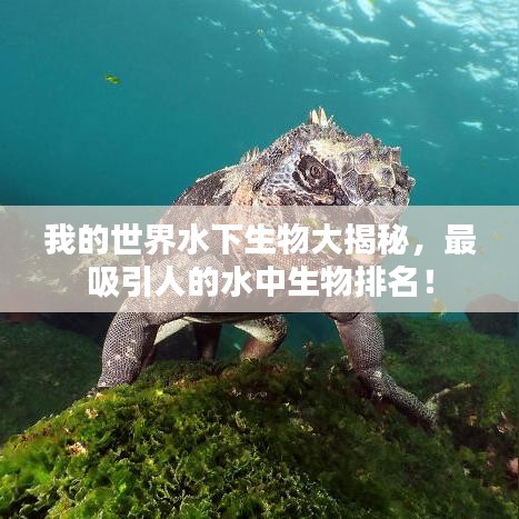 我的世界水下生物大揭秘，最吸引人的水中生物排名！