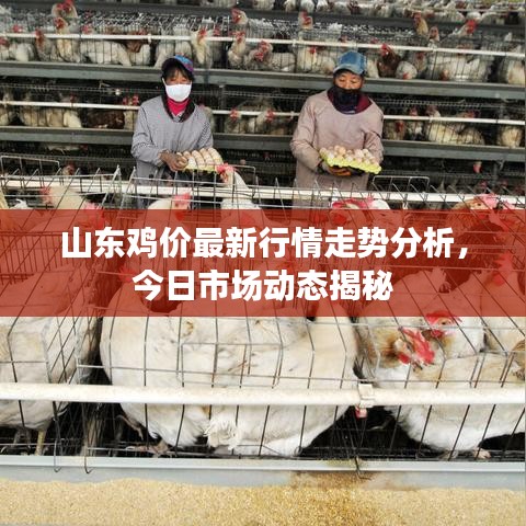山東雞價(jià)最新行情走勢(shì)分析，今日市場(chǎng)動(dòng)態(tài)揭秘