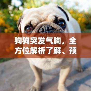 狗狗突發(fā)氣胸，全方位解析了解、預(yù)防與治療措施